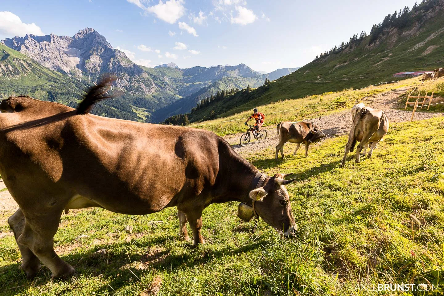 mountain-biking-walmendingerhorn-kleinwalsertal-5.jpg