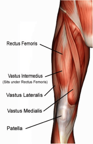 quadriceps-hockey.png