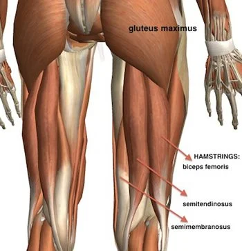 Hamstring-Hockey.jpg
