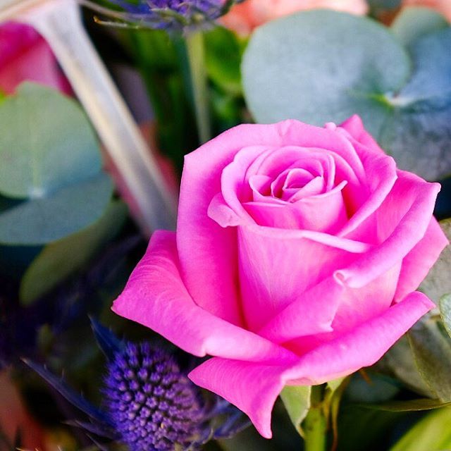 Happy Mother's Day to all of you beautiful and amazing mums out there 💜&bull; #pinkflowers #pinkrose #flowers #mothersday
