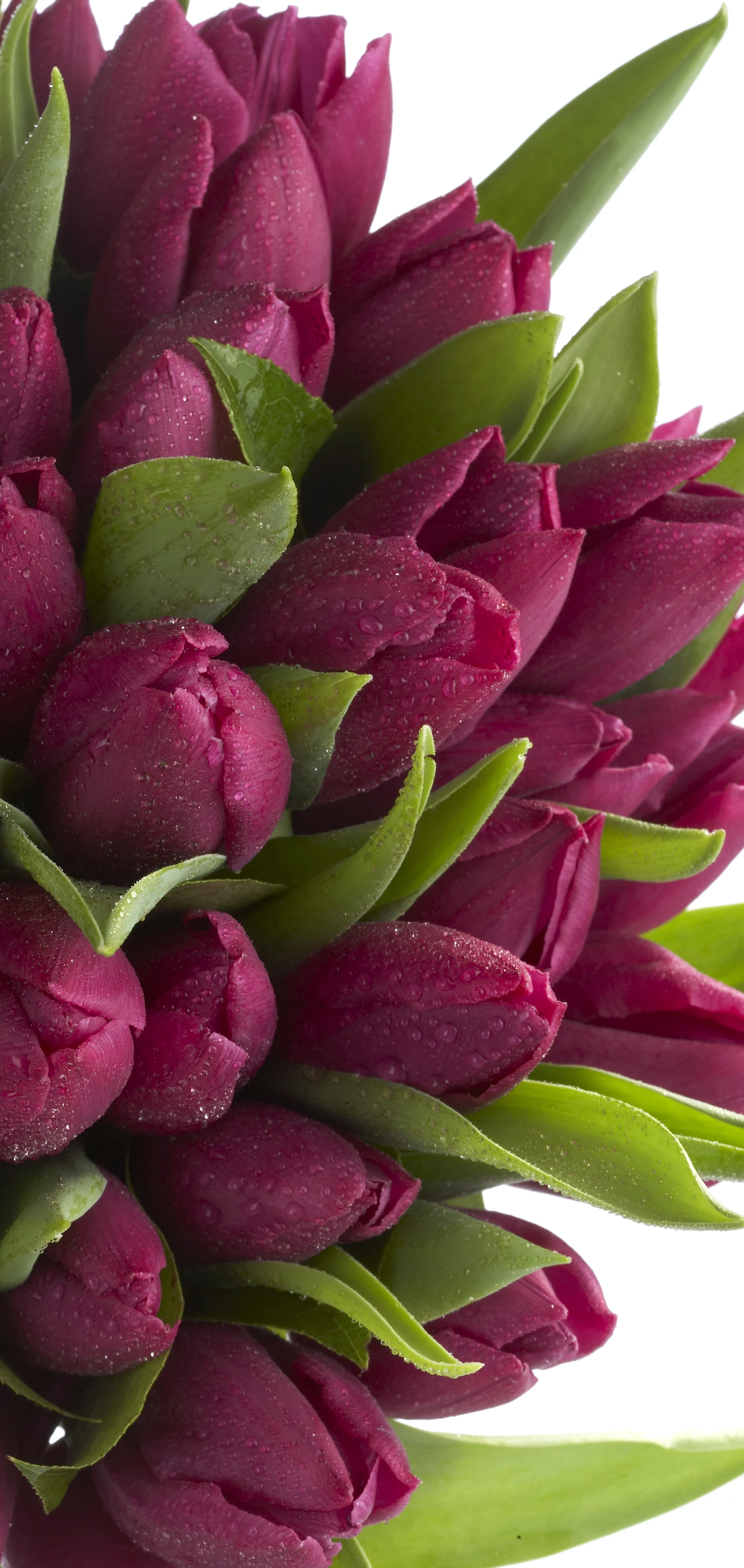 PerkinsFlorists-063.jpg