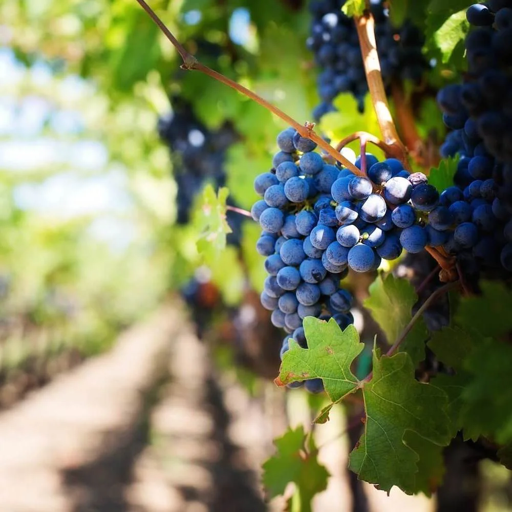 Grapes growing at a Napa or Sonoma winery