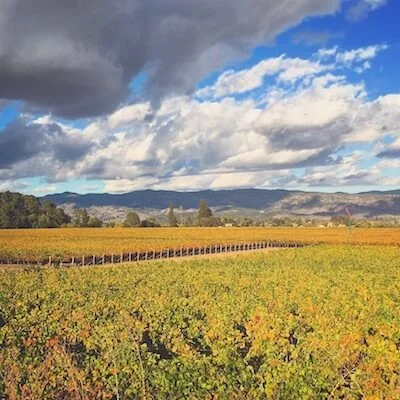 Fall color in Napa Valley vineyards