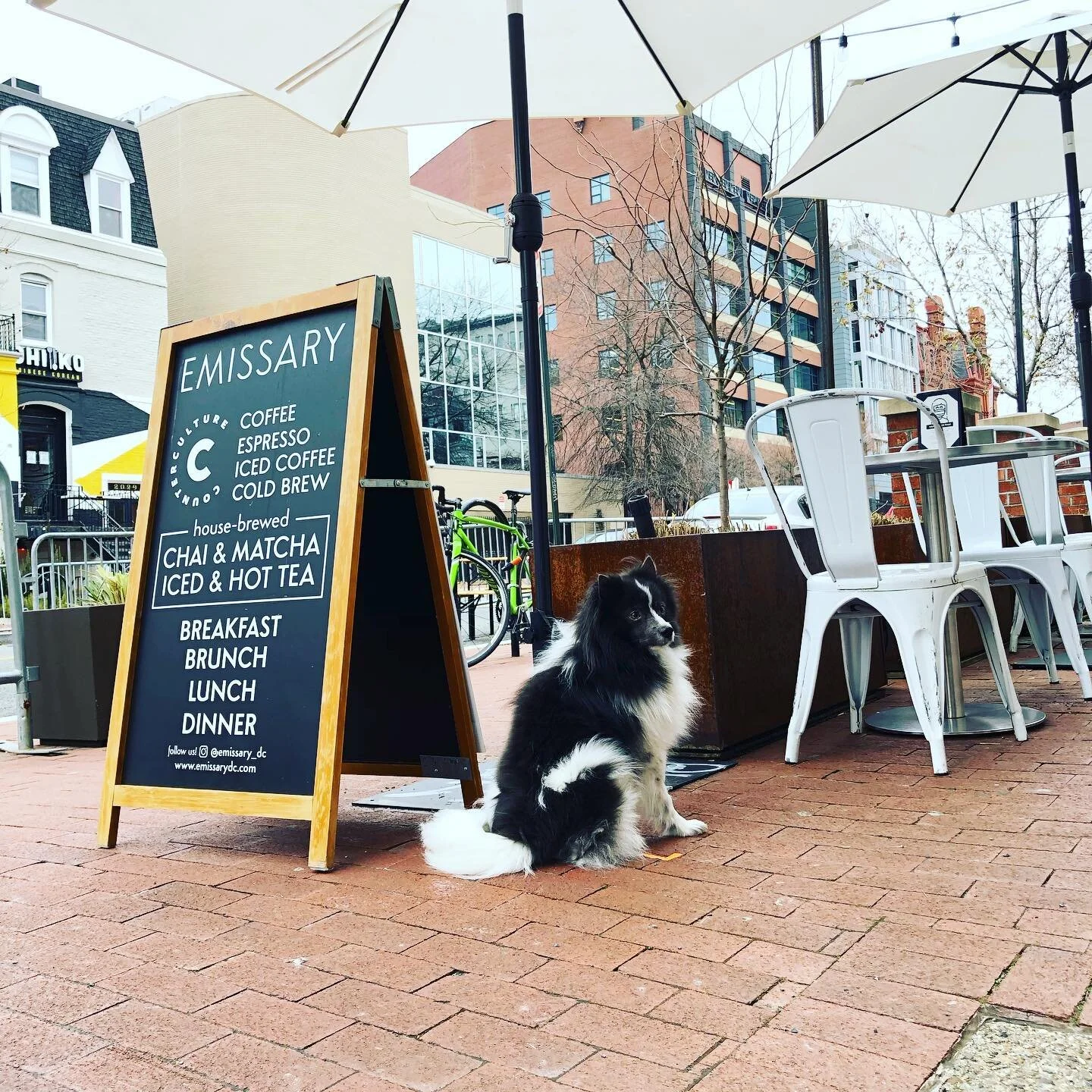 this is our customer of the week 👏 a good boy, staying 6 ft apart and waiting patiently for his master... we 🖤 fluffy visitors 

#dogsofdupontcircle #dogsofcoffeeshops #baristafans #baristalife #springiscoming #customeroftheweek #dc #capitalcoffee 