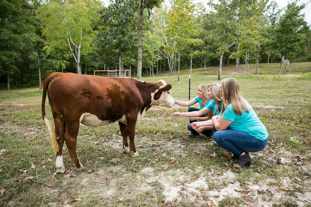  Everyone loved Ted the calf! 