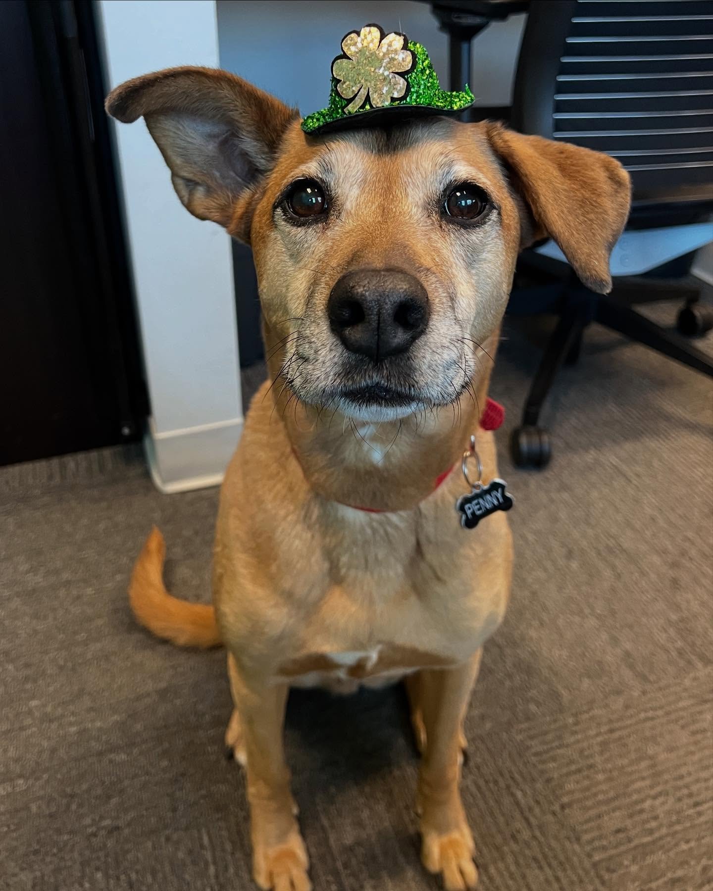 We are gearing up for St. Patrick&rsquo;s Day over at Twin Leaf Dentistry! Even our office dog, Penny, is getting into the spirit! If you are looking to get your teeth cleaned before the 17th, give our office a call - we have a few hygiene openings n