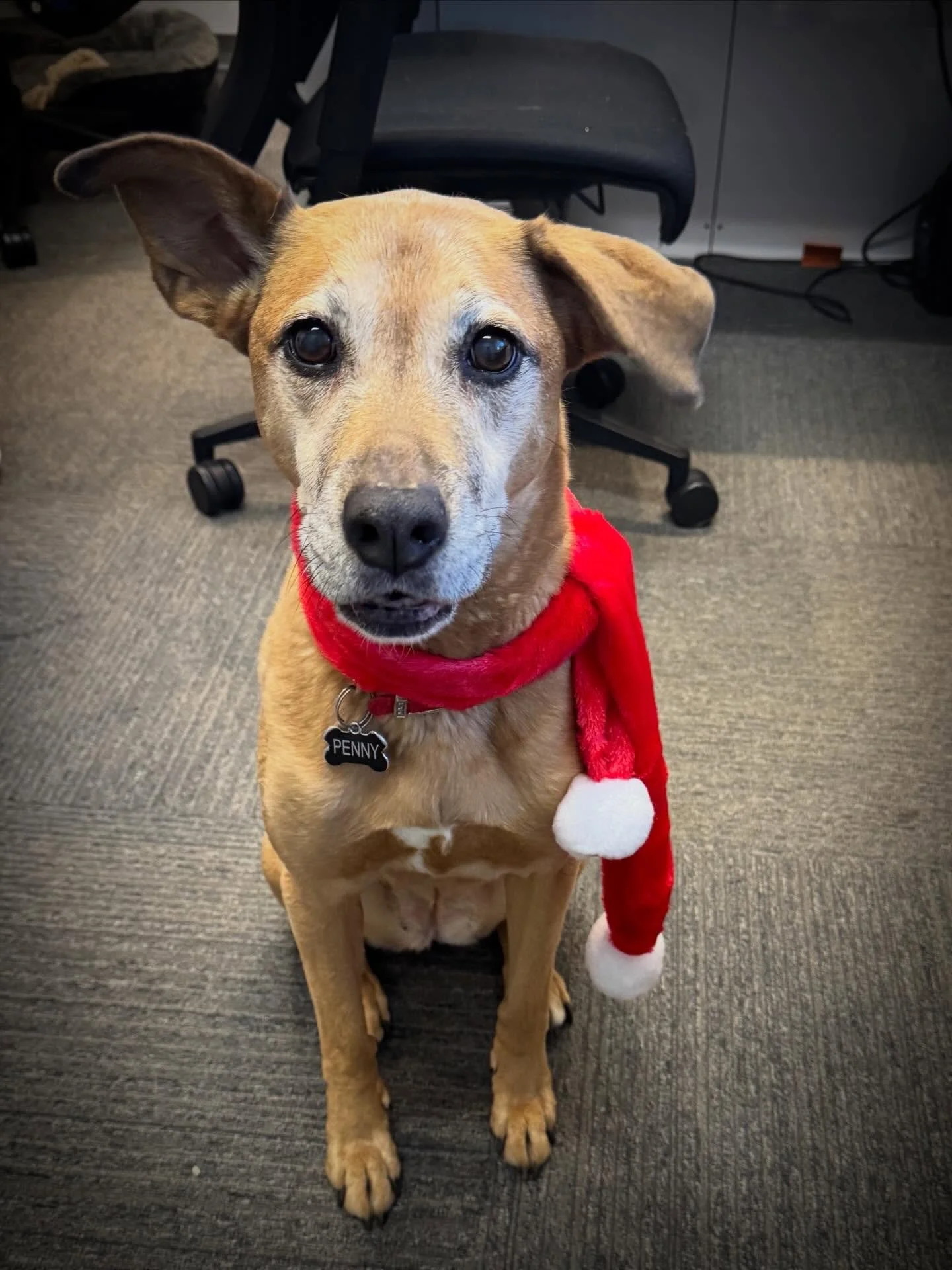Penny is getting into the holiday spirit! Feel free to say hi to her next time you come see us!