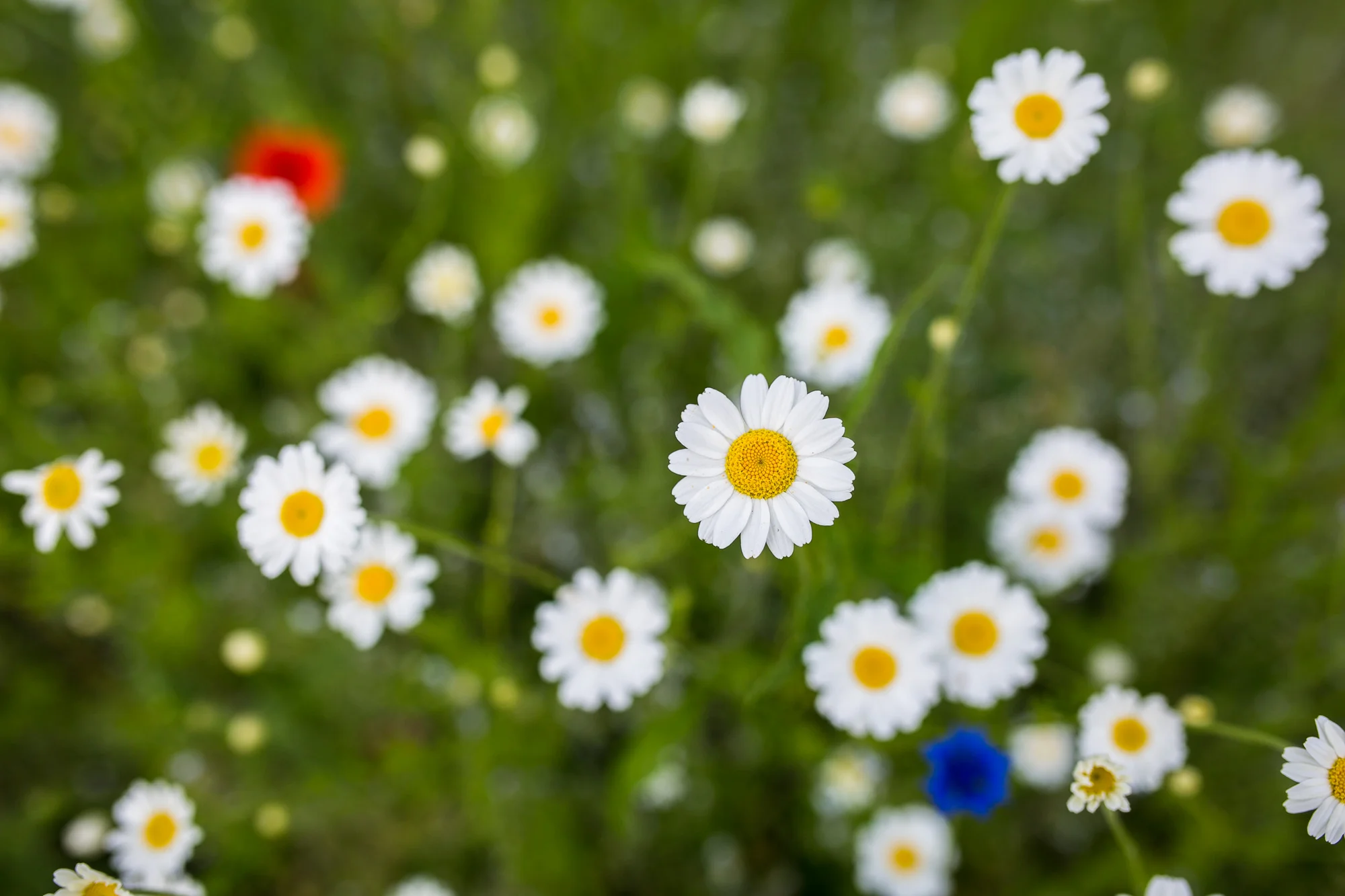 Dunham massey_manchester_tom_biddle_architectural_landscape_photography_tb07.jpg