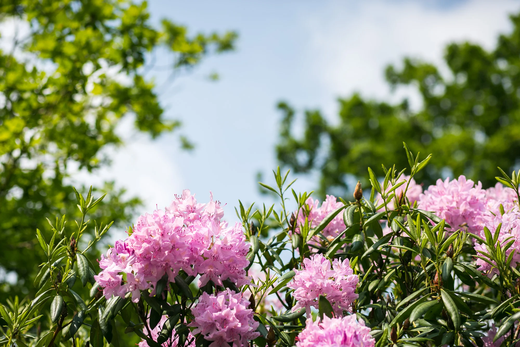 Dunham massey_manchester_tom_biddle_architectural_landscape_photography_tb17.jpg