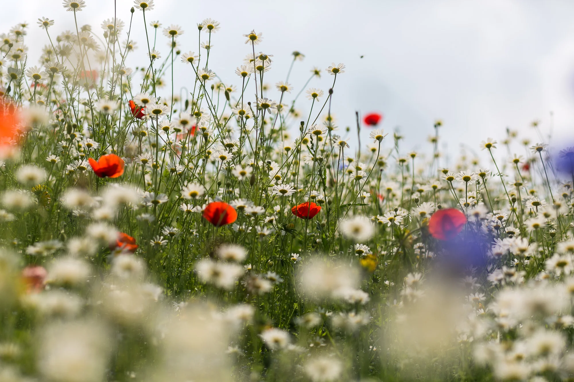 Dunham massey_manchester_tom_biddle_architectural_landscape_photography_tb25.jpg