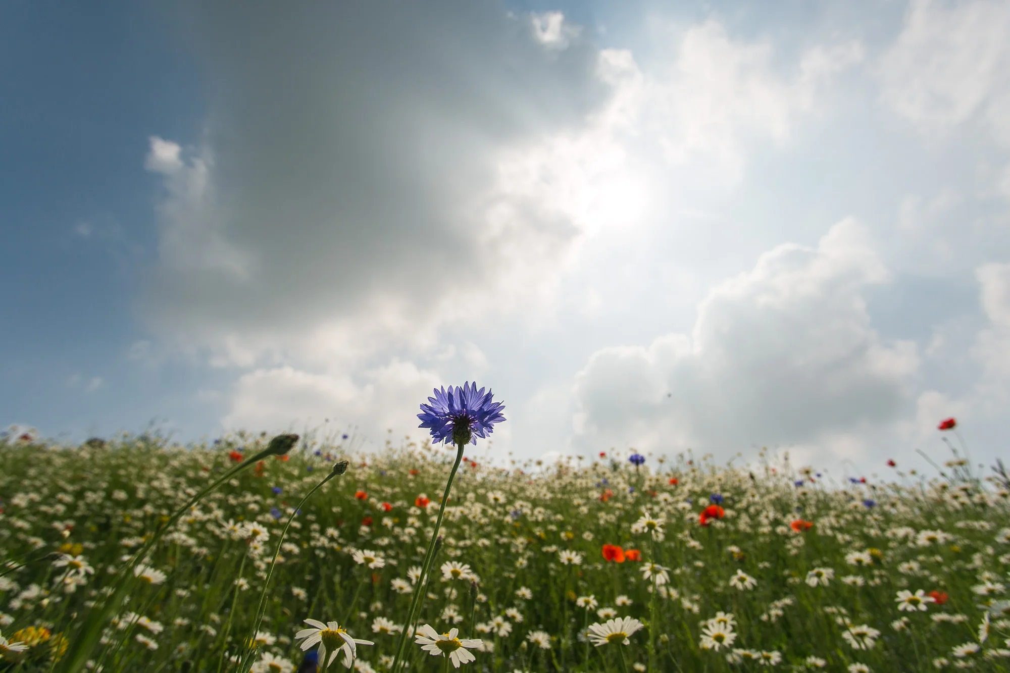 Dunham massey_manchester_tom_biddle_architectural_landscape_photography_tb27.jpg