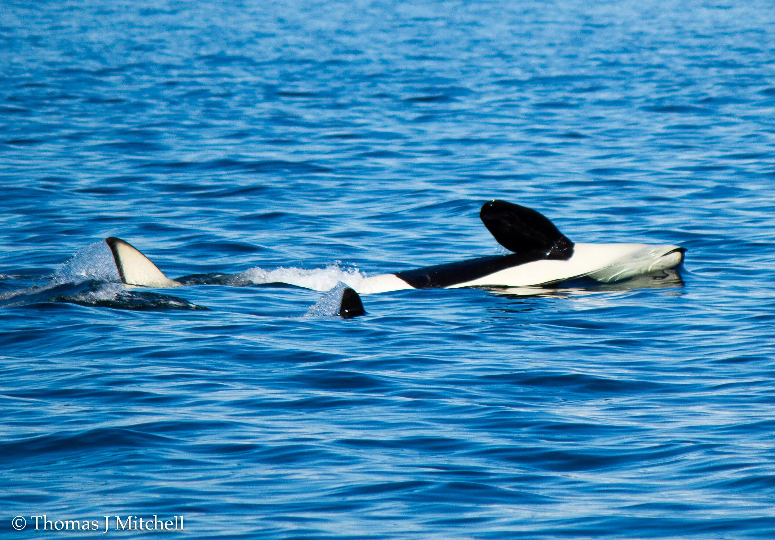 Media — BC Whale Tours Victoria Whale Watching Tours