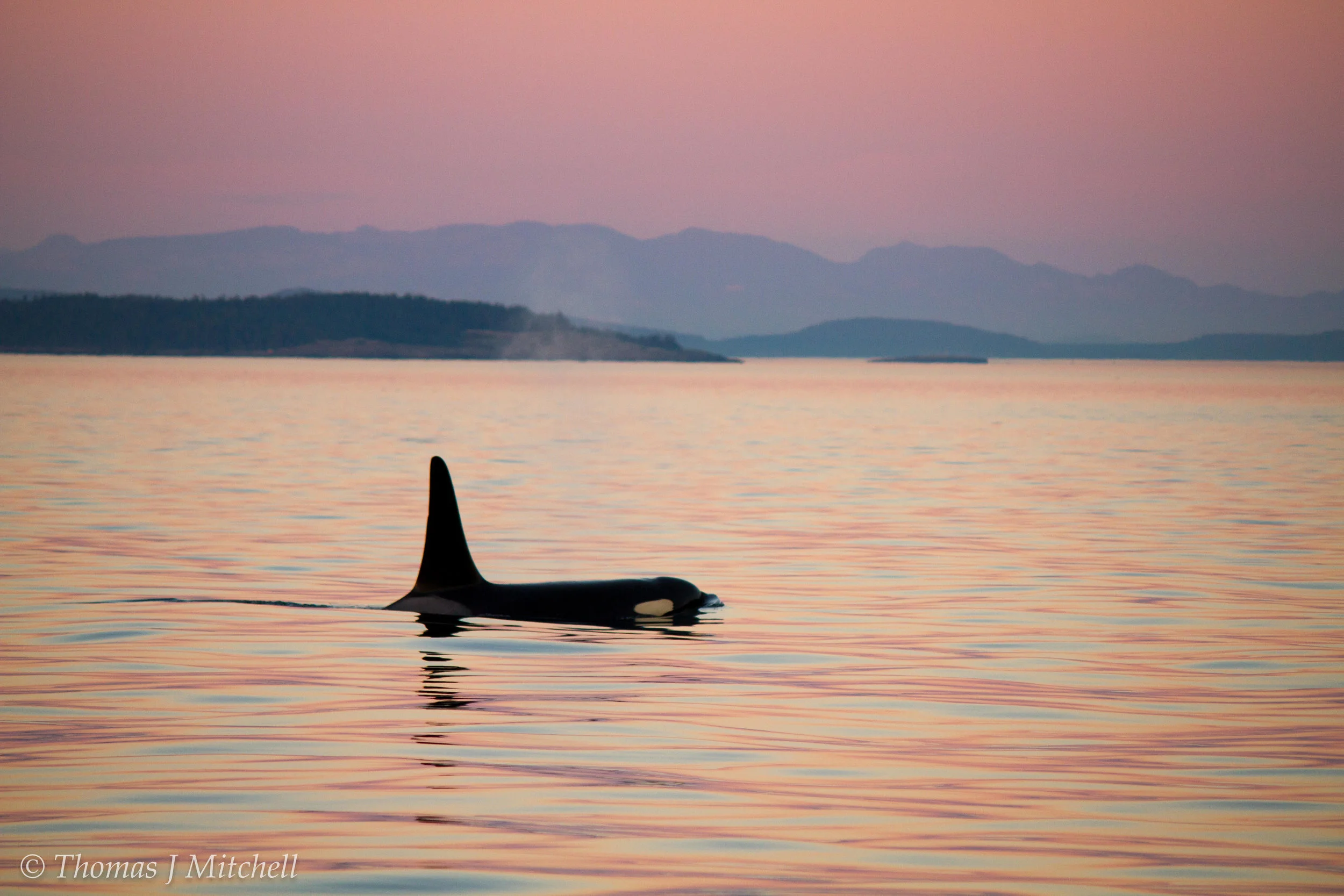 Media — BC Whale Tours Victoria Whale Watching Tours