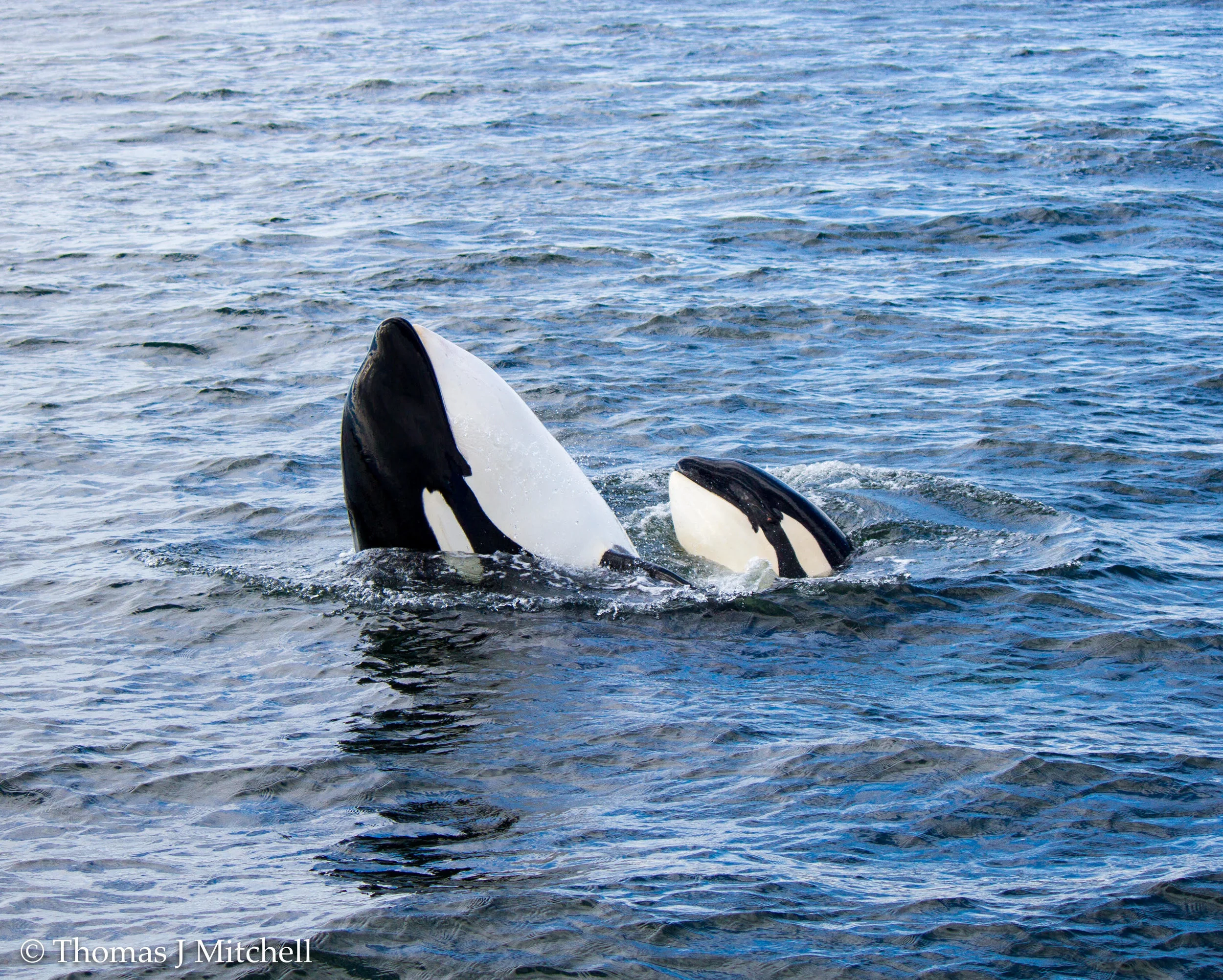 Media — BC Whale Tours Victoria Whale Watching Tours