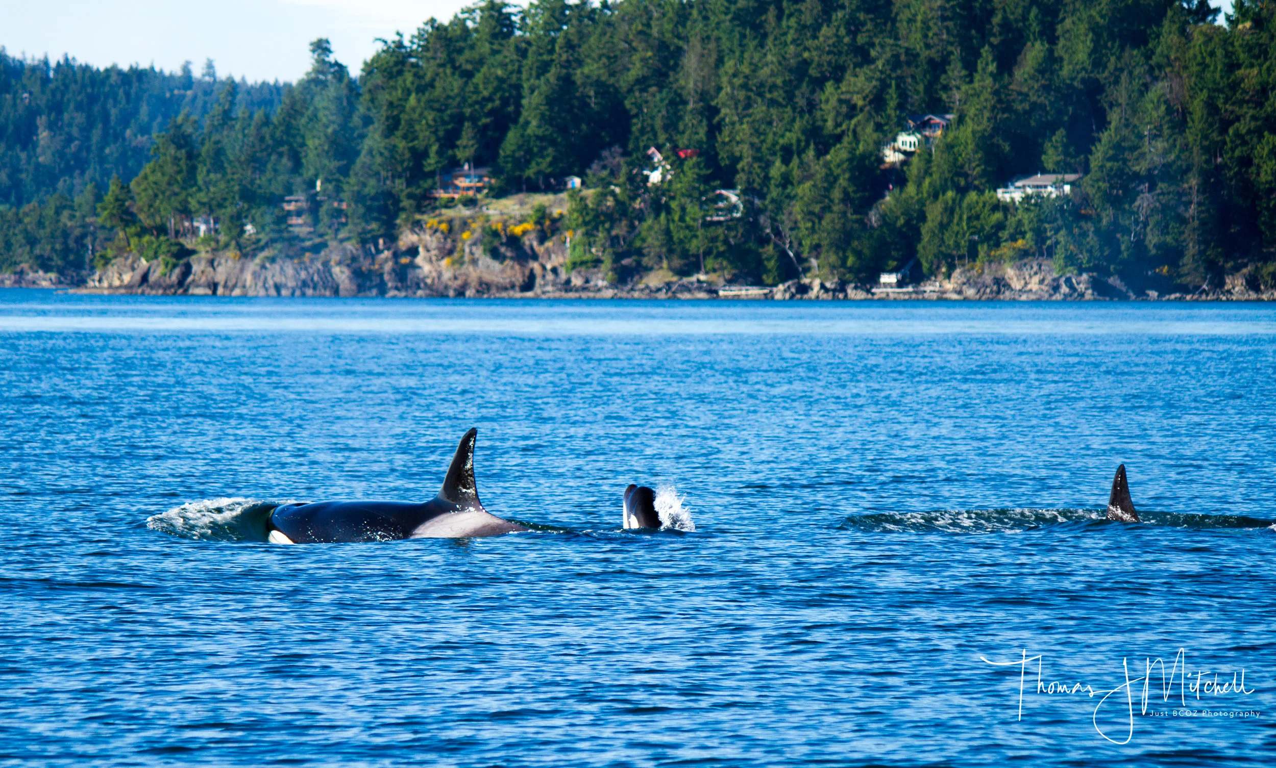 A shot from Capt. Tom with the Bigg's orca just after they finished snacking on a harbour seal. The Island in the background is Pender Island.