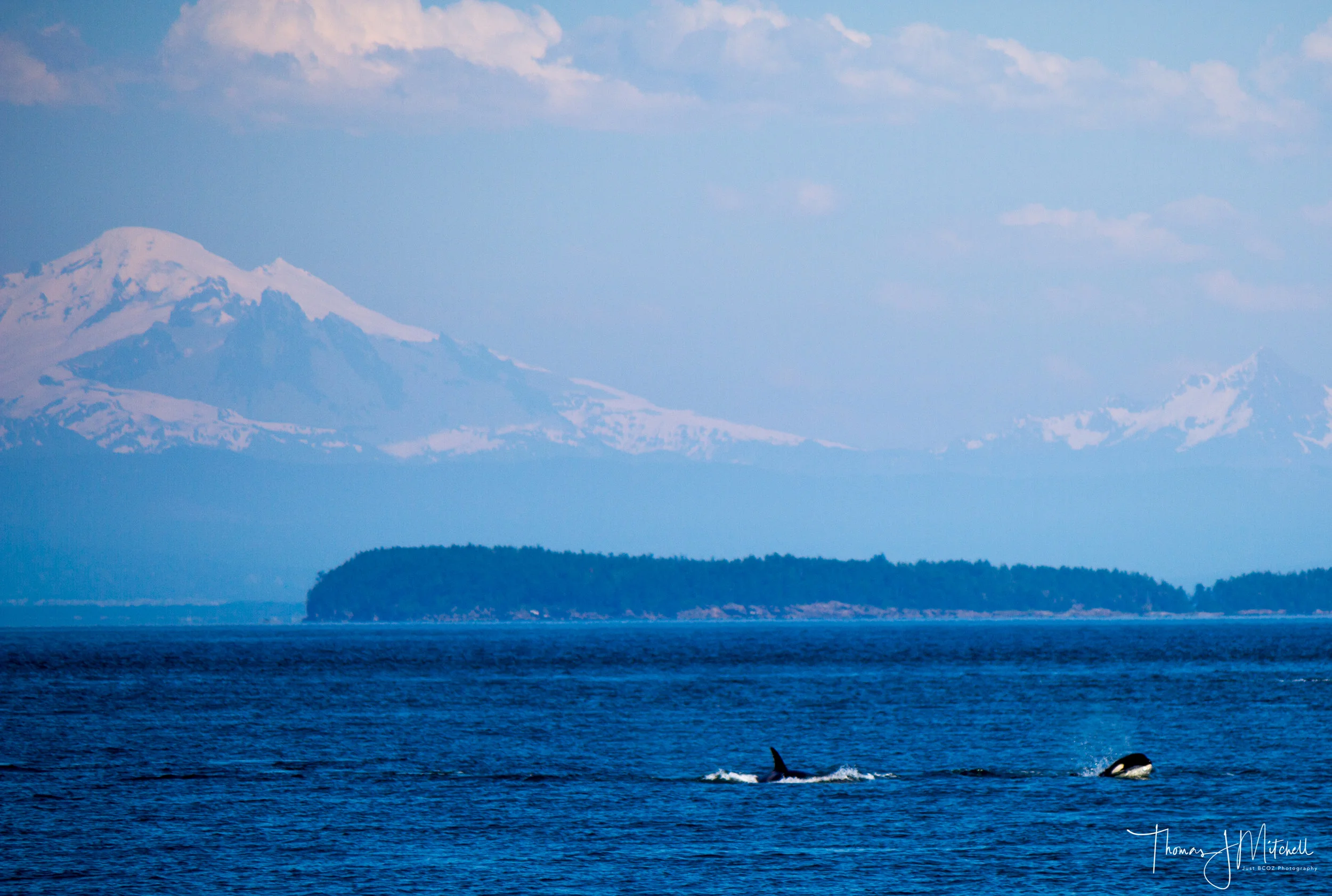 The afternoon expedition encountered a large group of Bigg's orca with Mt. Baker in the background.