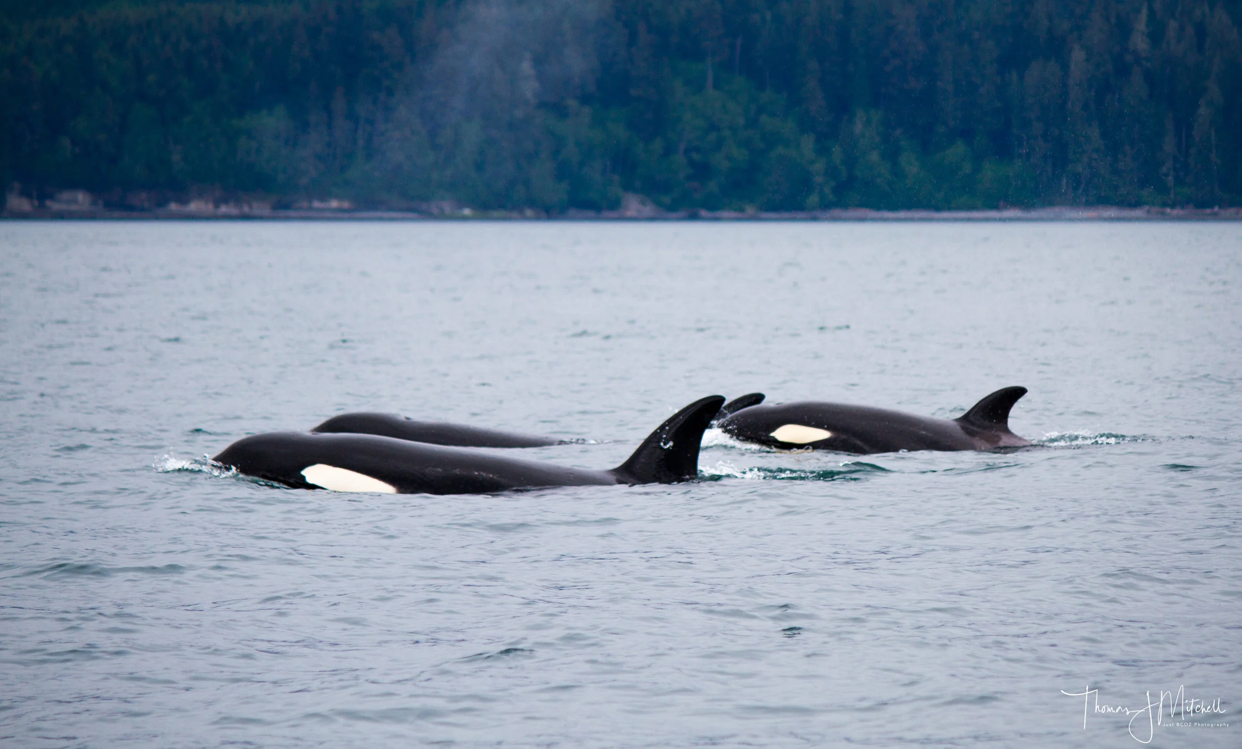 Female & Juvenile Bigg's orca cruising past Sombrio beach on Vancouver Island