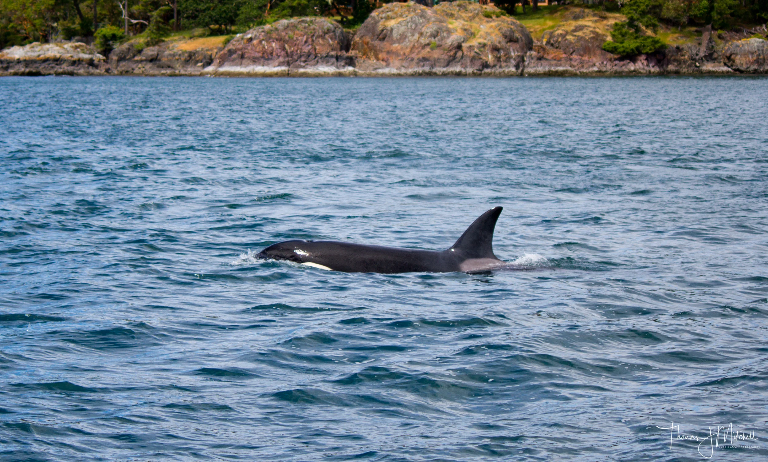 A young member of T73 shortly after lunch and harbour seal was on the menu