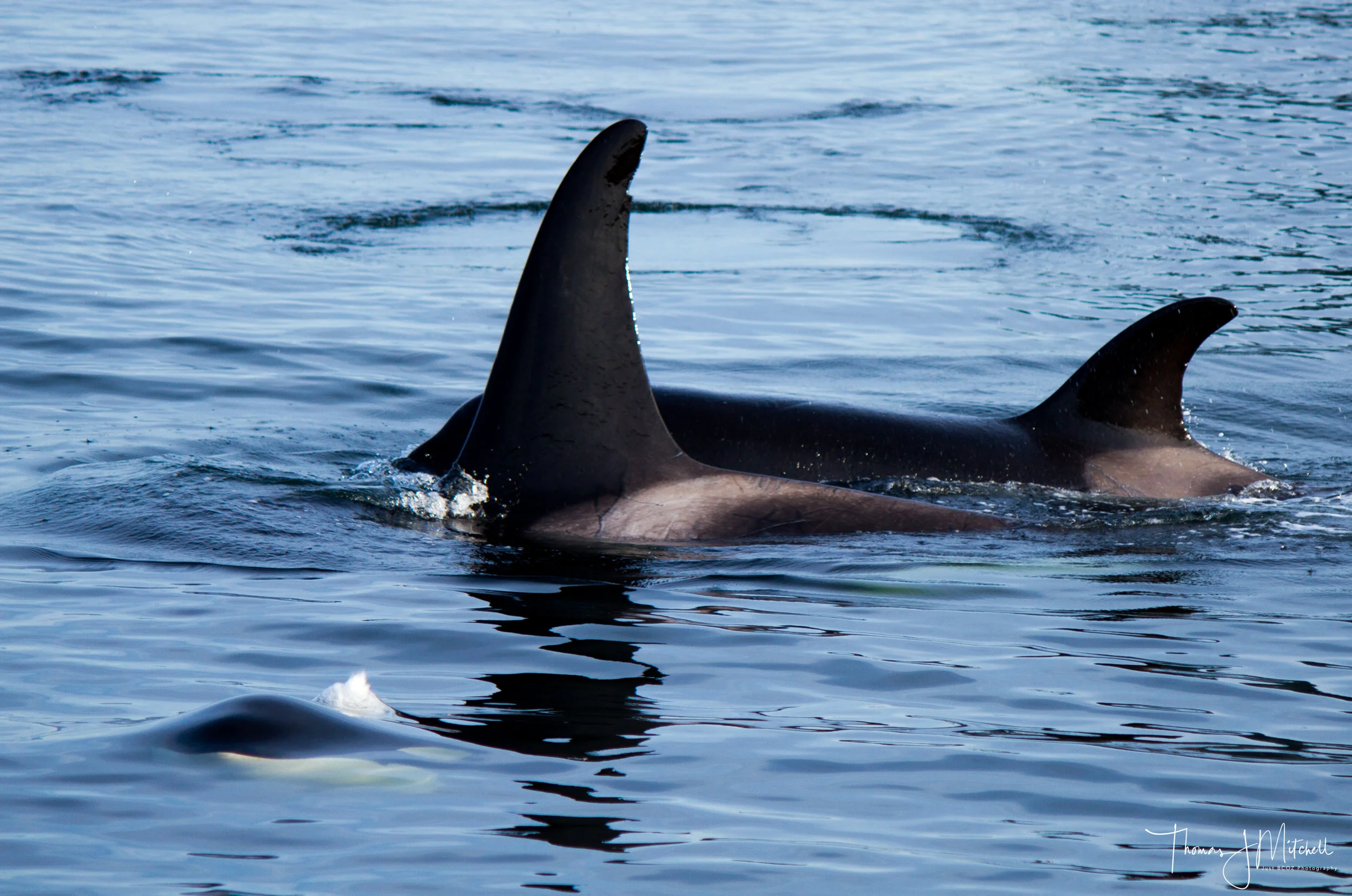 T65s cruising past our vessels after a successful hunt of a harbour seal