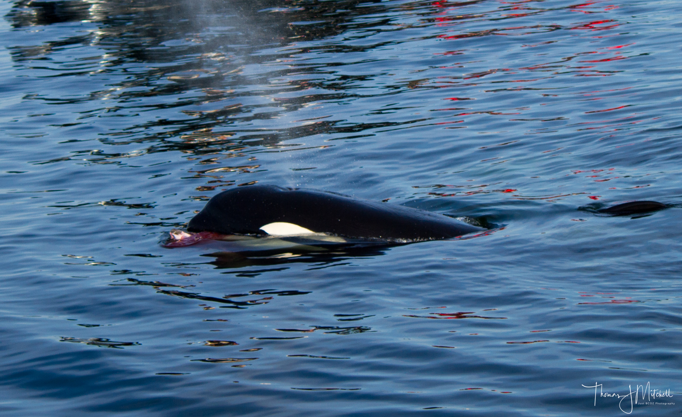 One of the T65s with a chunk of what was once a harbour seal in its mouth!