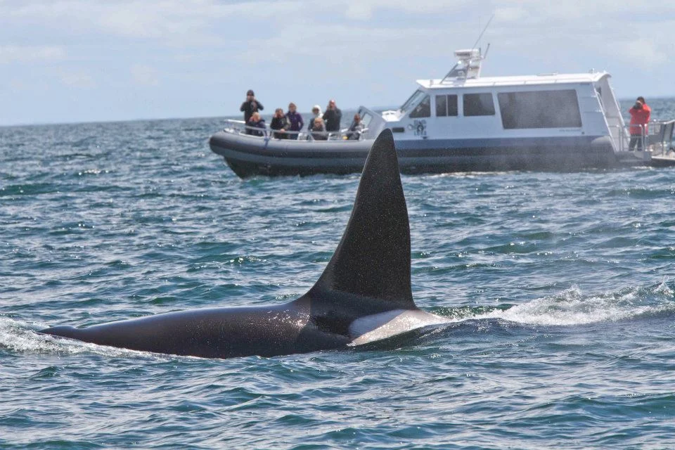 A Bigg's orca (T10b) cruising past with BC LUNA in the background.