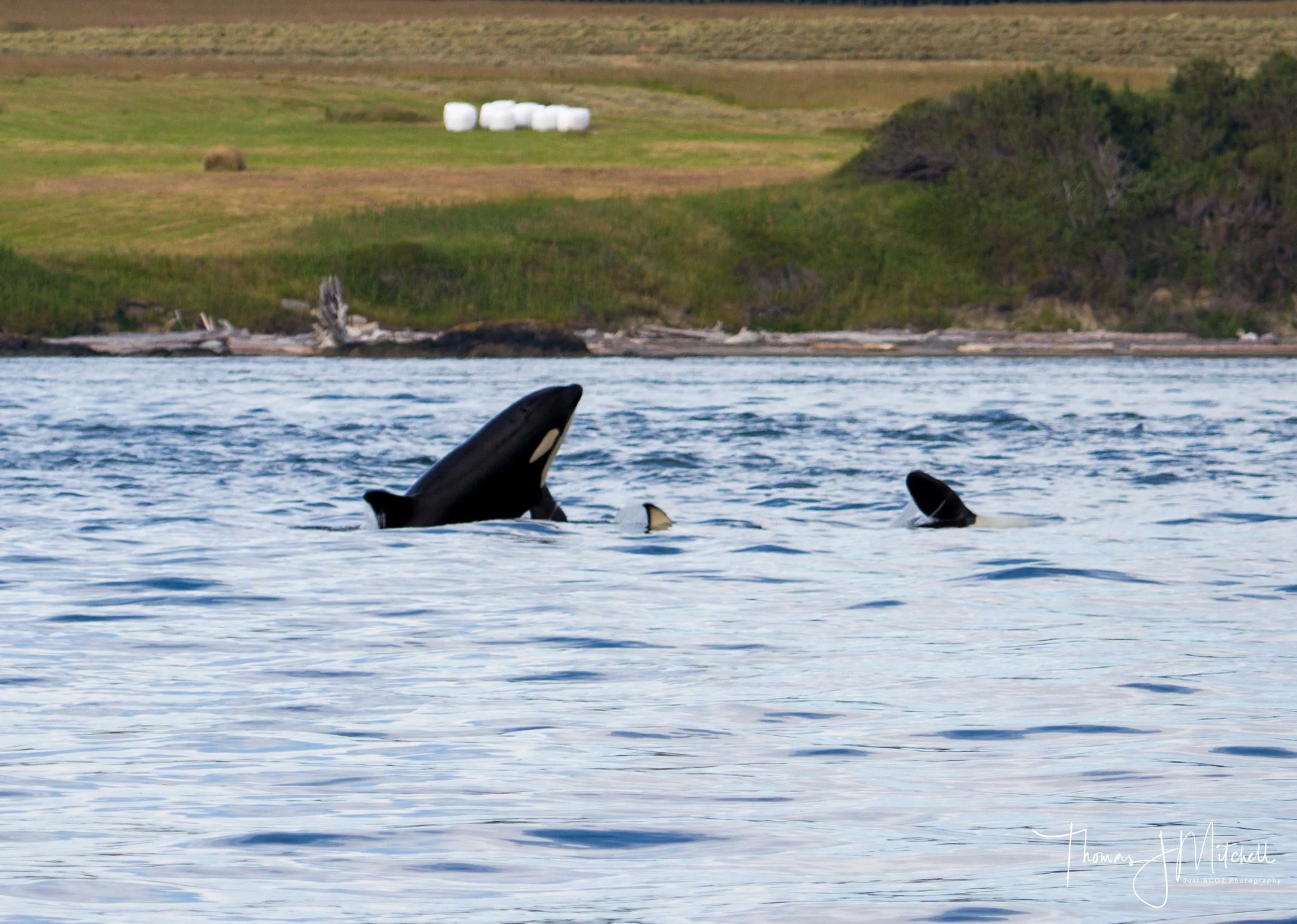 a few young members of J pod socializing with one another along San Juan Island