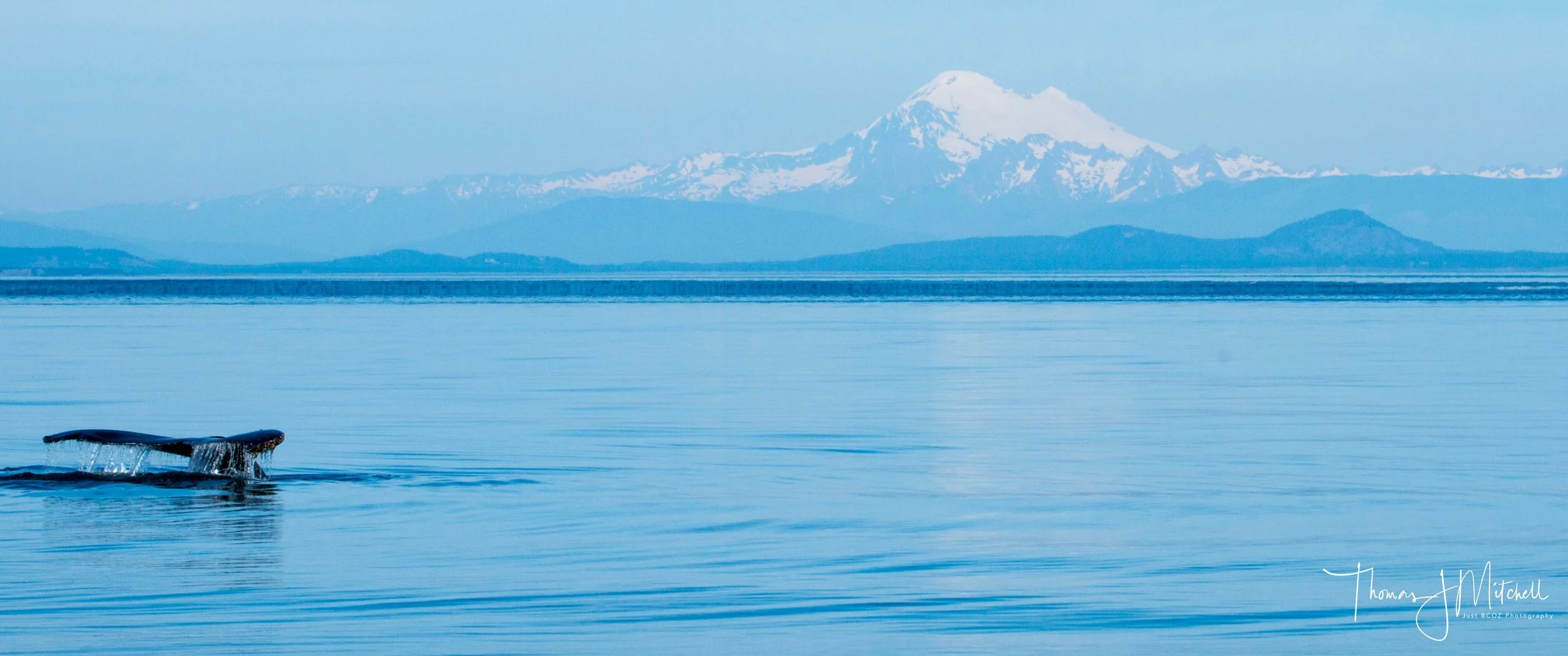 A humpback descending on a longer dive with Mt. Baker in the background