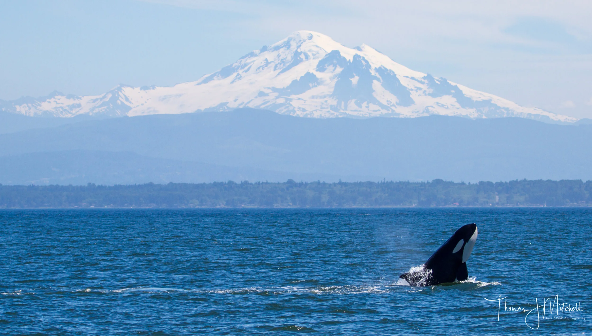 A Bigg's orca breaching with Mt. Baker in the background.