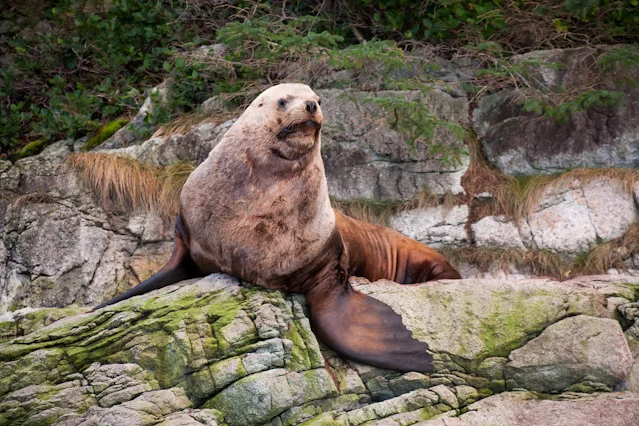Stellar Sealion 035.jpg