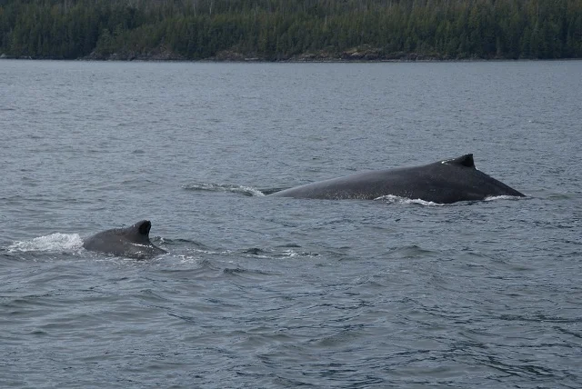 humpbacks.jpg