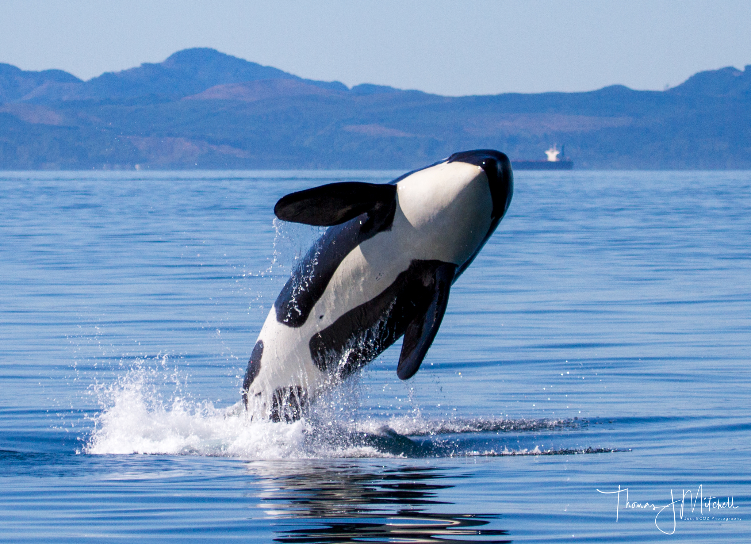 bc whale tours