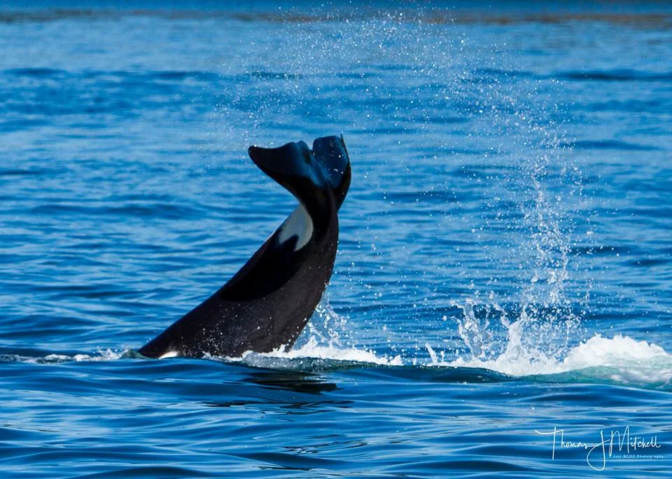 whaletail.jpg