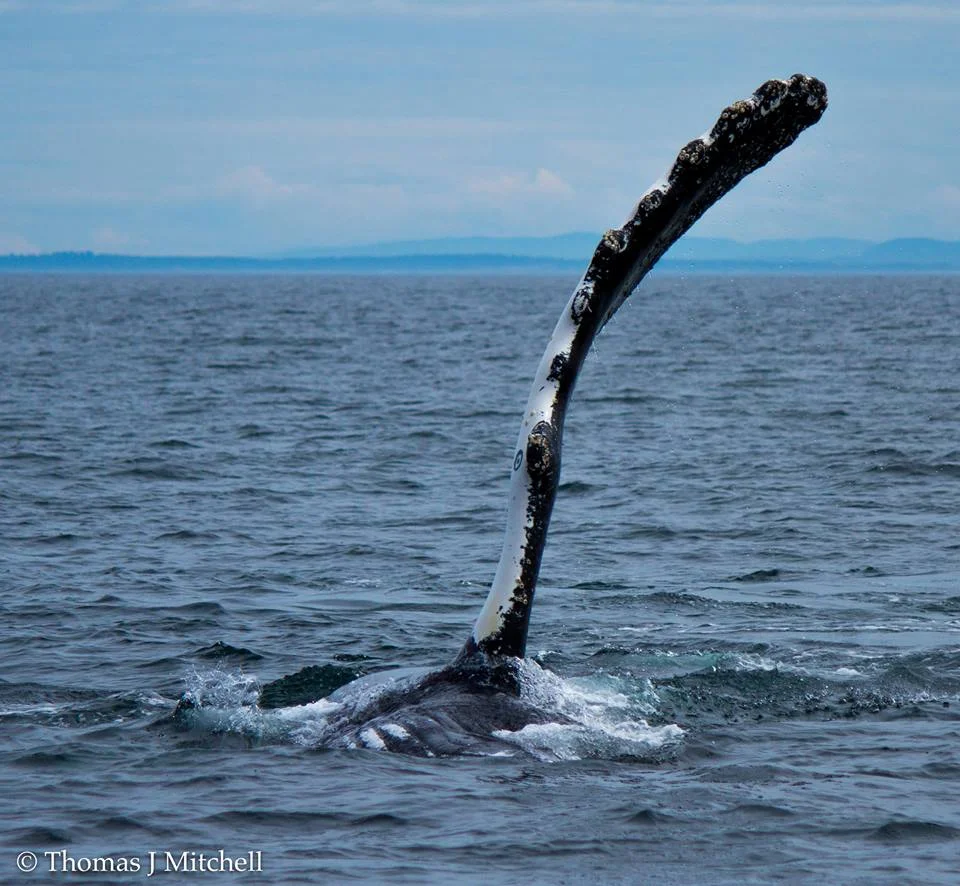 humpback.jpg