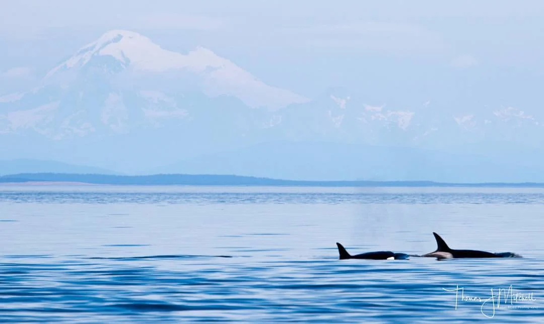 whales+mtbaker.jpg