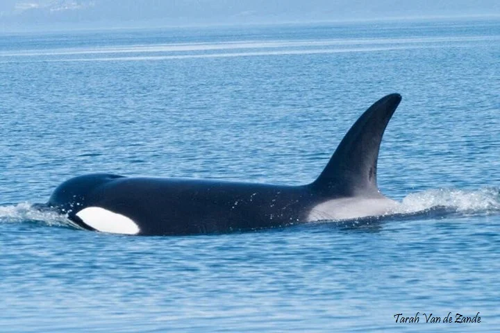 whaleTVZ3.jpg