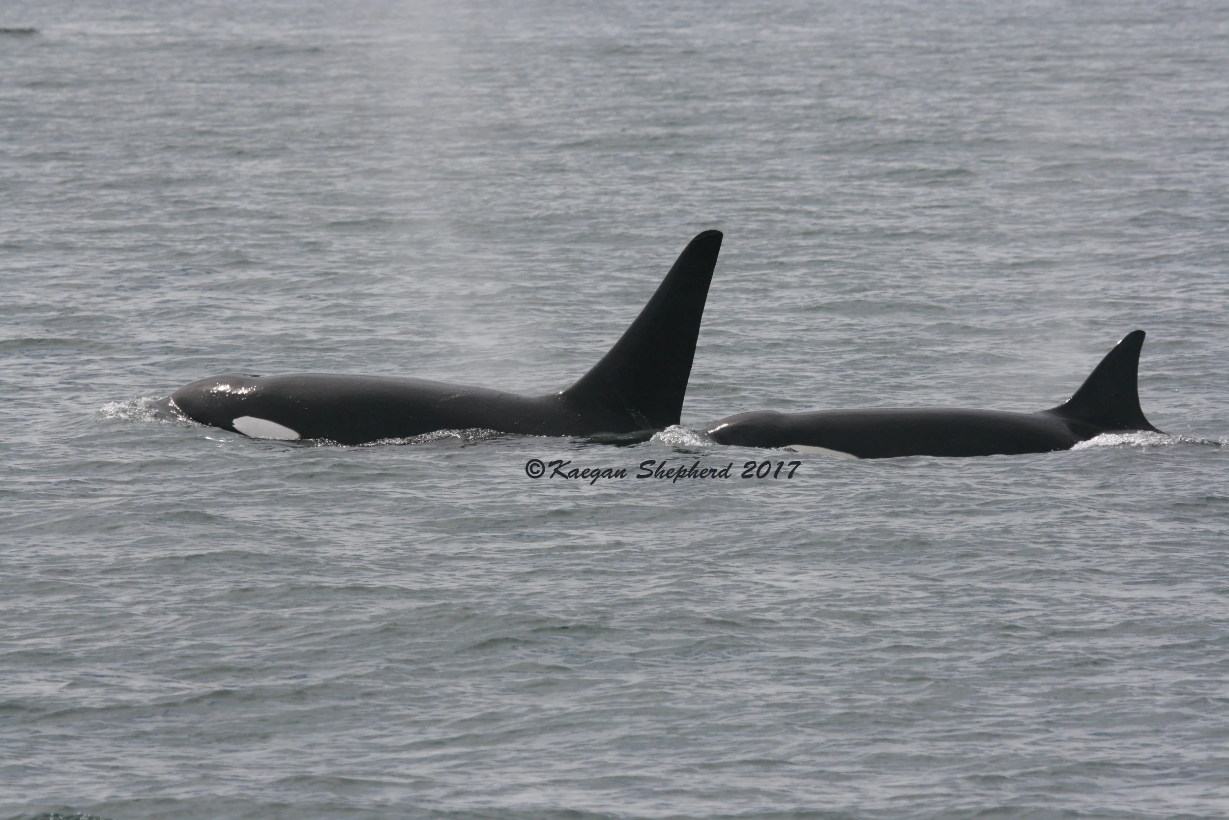 Male and female, medium light.jpg