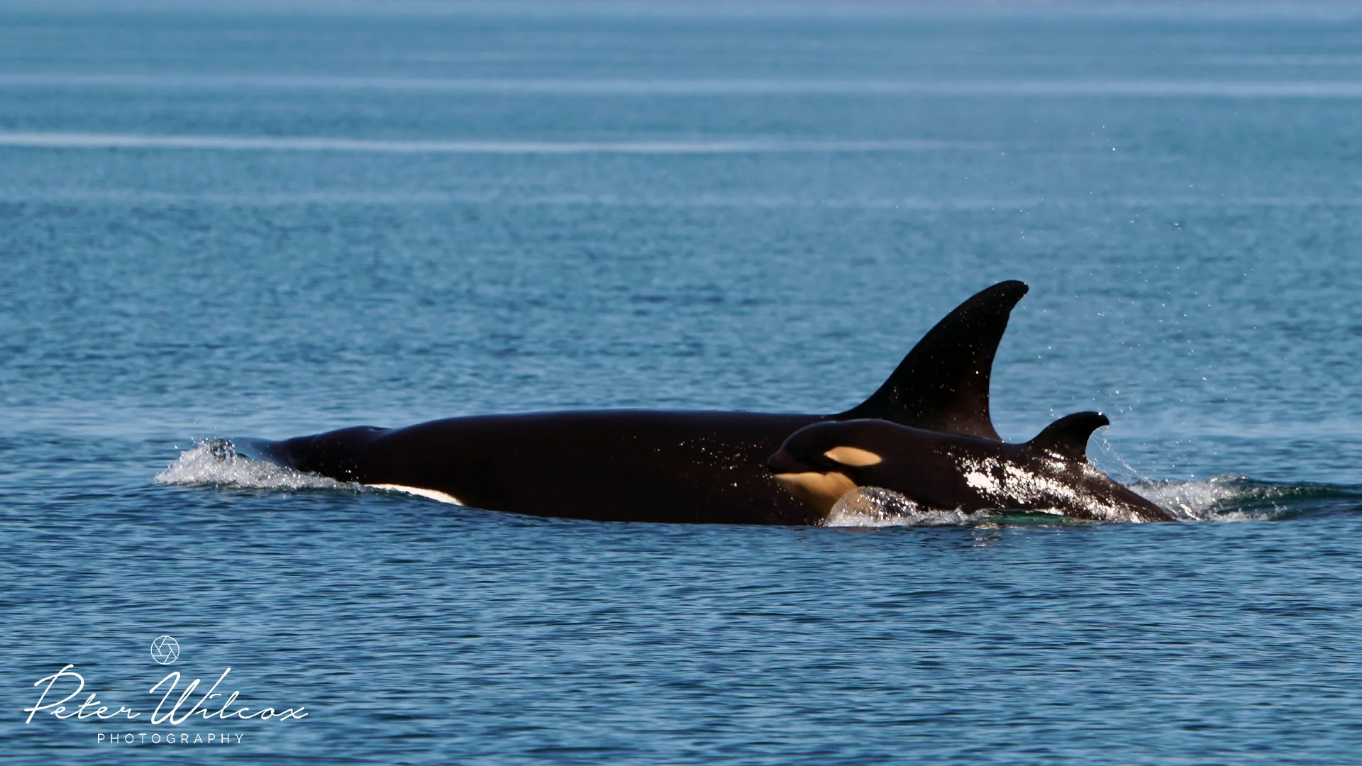 Orca T65A's.jpg