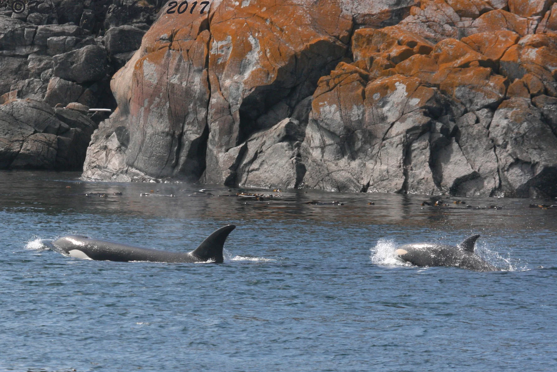 Mom and calf, close to rock wall.jpg