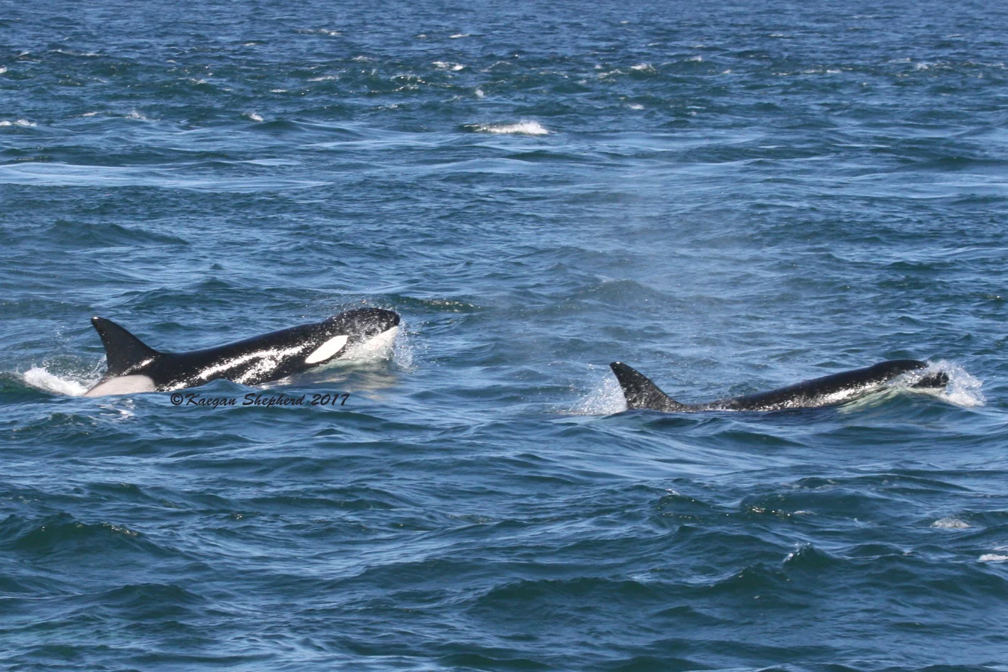 2 females, choppy water.jpg