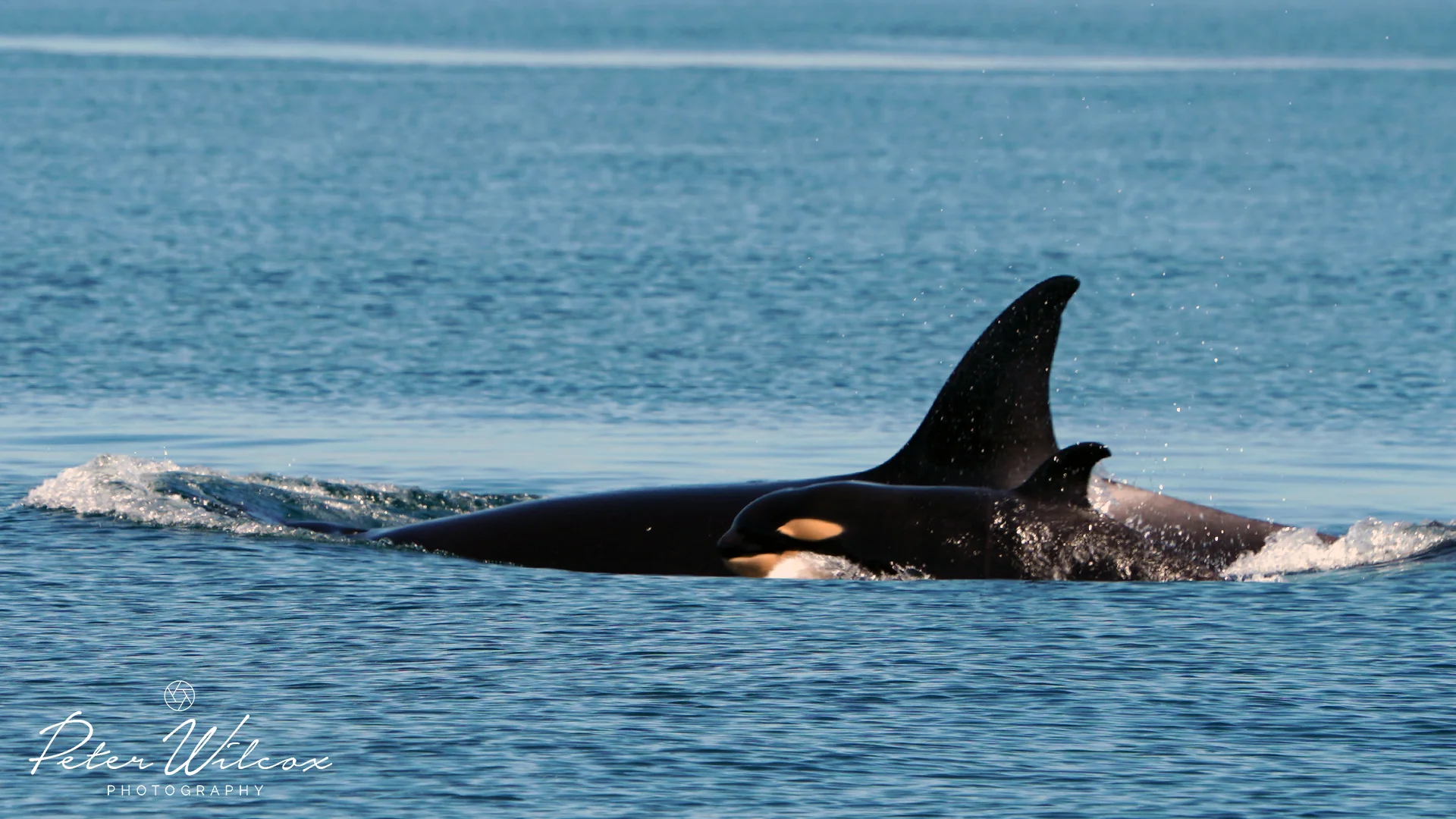 Orca T65A's .jpg