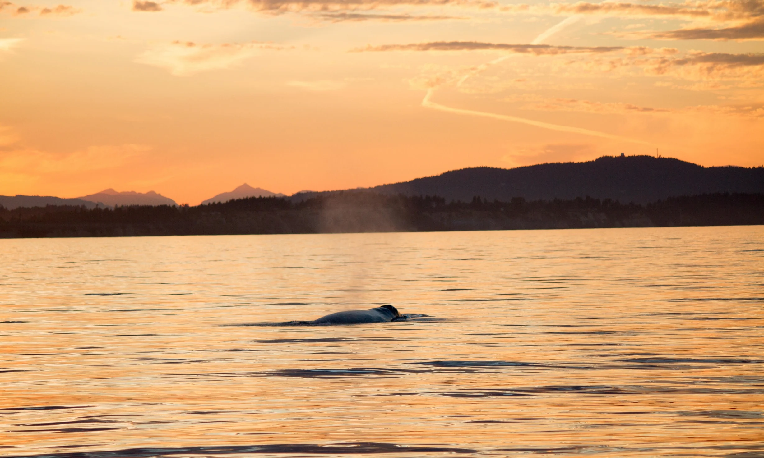 Tours — BC Whale Tours Victoria Whale Watching Tours