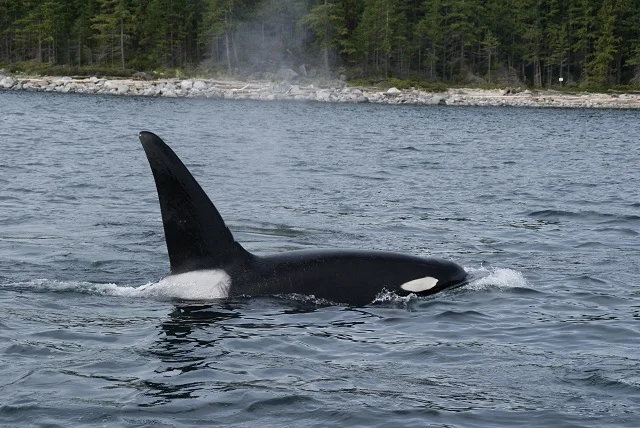 orca5.jpg