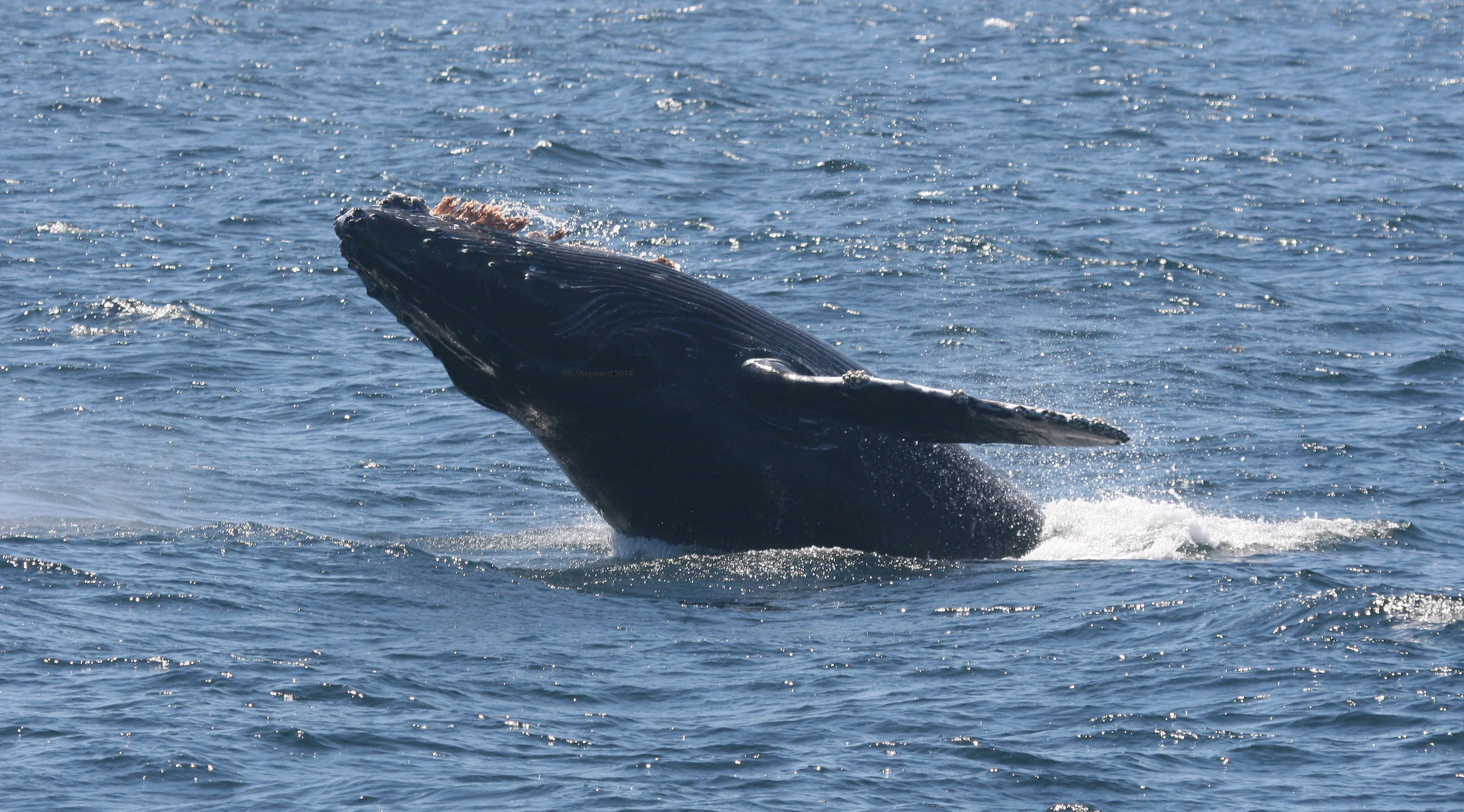 Half breech (side view).jpg