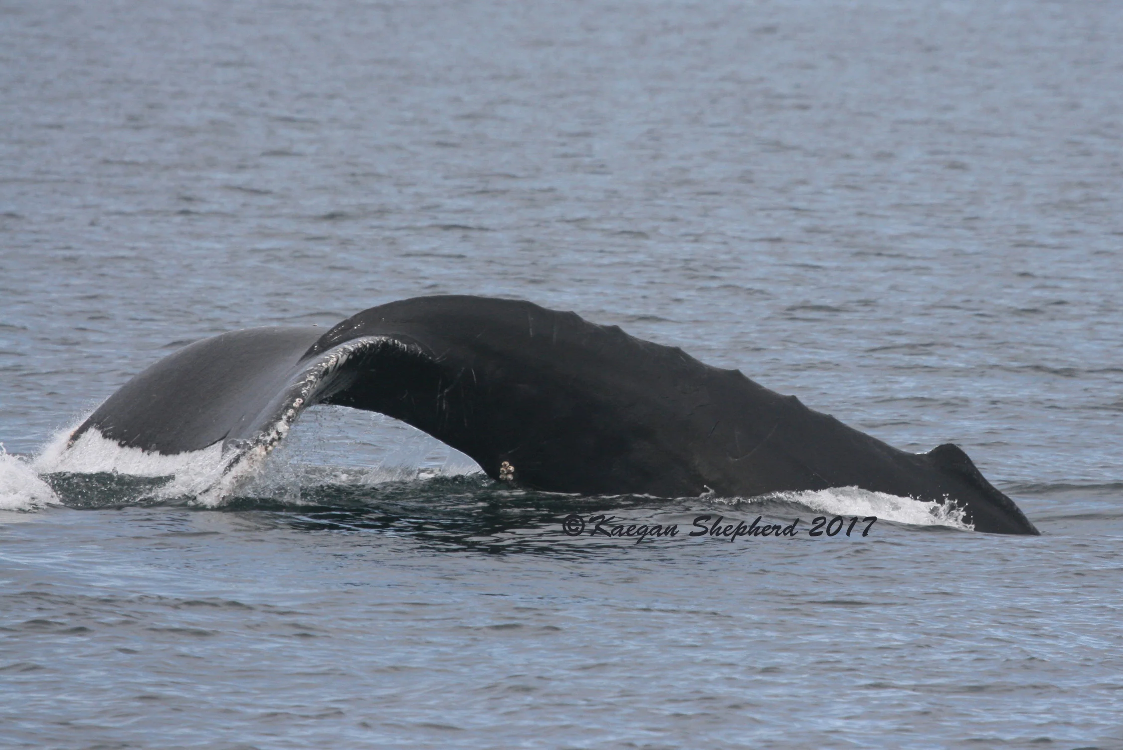 Fluking(side view).jpg