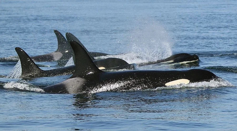 whales.jpg