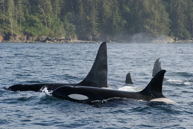 orca9.jpg