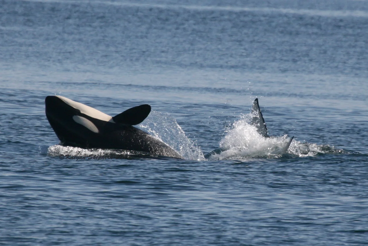 Calf back dive.jpg