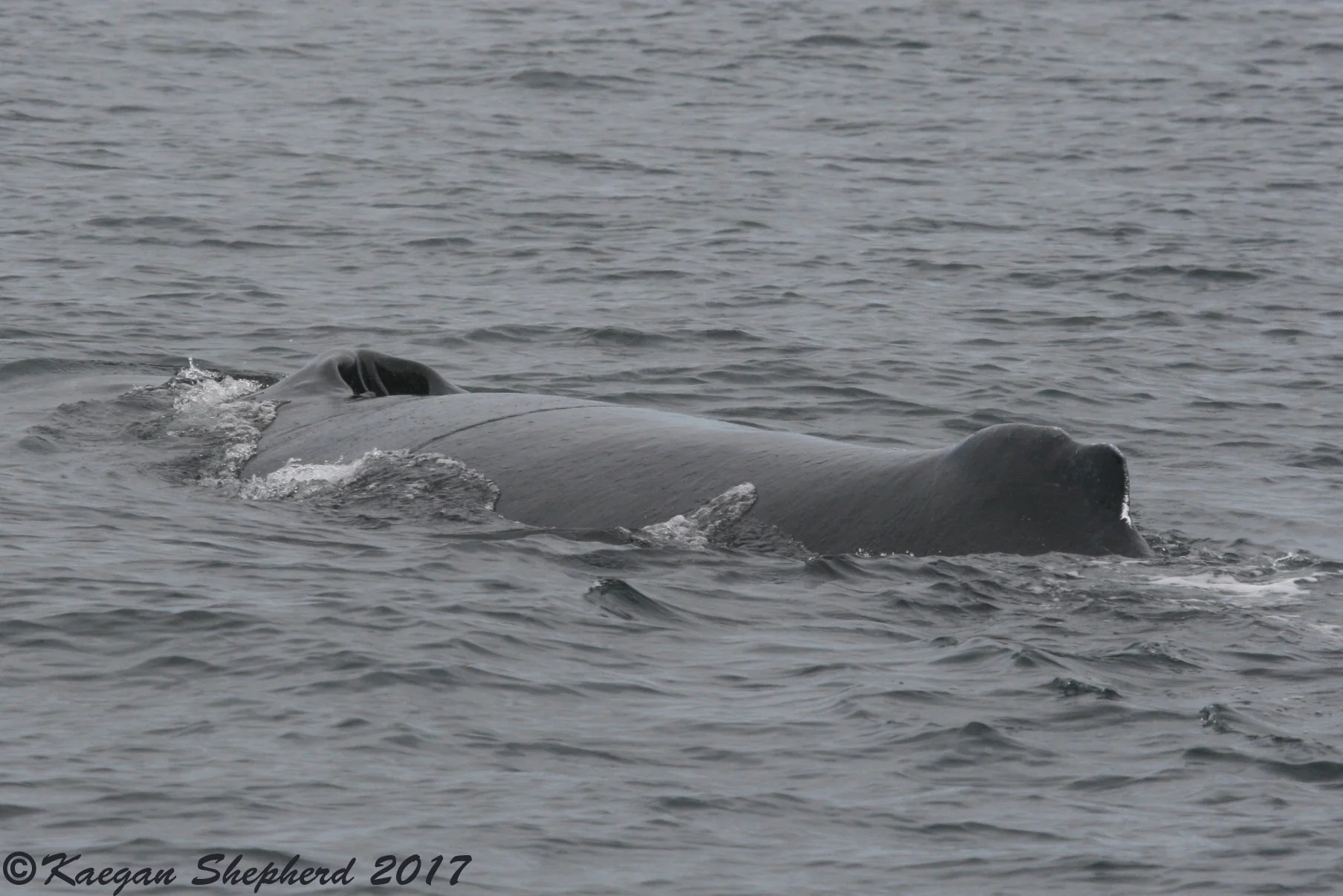 Surfaced HB(back view).jpg