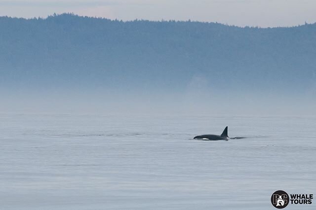 We had a unique encounter last week with the T99s, a family we see quite often in the area. However, with them were U083 and U084 and their families, who rarely come into our waters. These orcas are still considered transient, yet due to their encoun