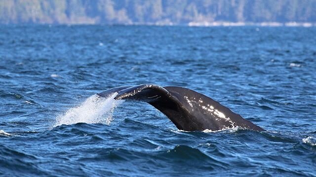 We are winding down for the season and will be finishing up on the 20th of October. Be sure to book your whale watching before then!🐋🐋🐋🐋
.
.
Thank you to @orcaholic11 for this gorgeous photo of a humpback whale on a recent tour 🐋🐋🐋🐋